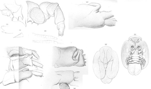 Argulus scutiformis from Thiele 1904 Argulus scutiformis from Thiele 1904