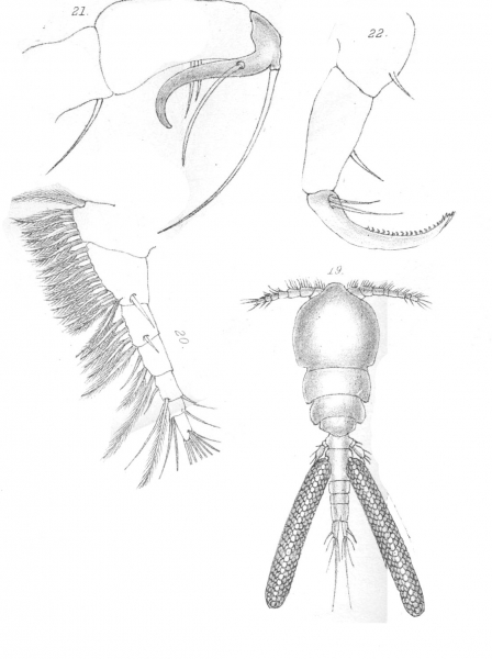 Bomolochus onosi from Scott, T 1902 Bomolochus onosi from Scott, T 1902
