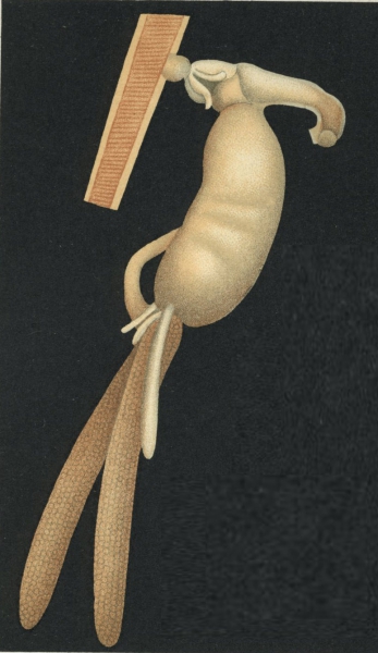 Brachiella insidiosa 