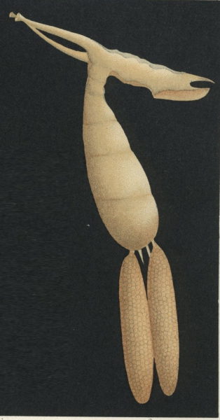 Brachiella malleus from Brian, A 1906 Brachiella malleus from Brian, A 1906