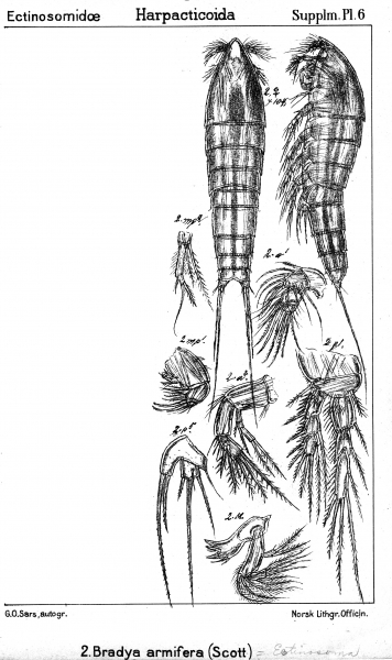 Bradya armifera from Sars, G.O. 1911 Bradya armifera from Sars, G.O. 1911