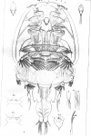 Caligus americanus 