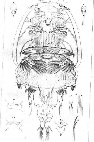 Caligus americanus 