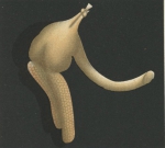 Clavella emarginata from Brian, A 1906