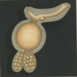Clavella fallax from Brian, A 1906