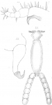 Clavella labracis from Scott, T 1902