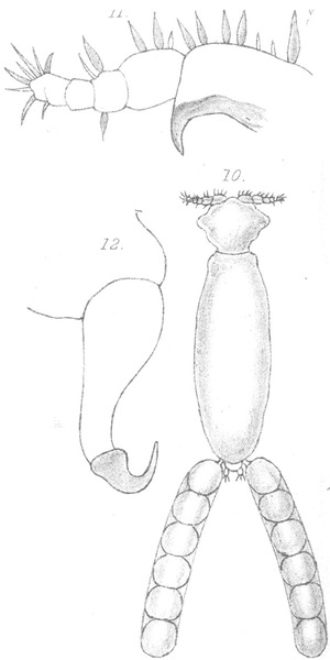 Clavella labracis from Scott, T 1902 Clavella labracis from Scott, T 1902