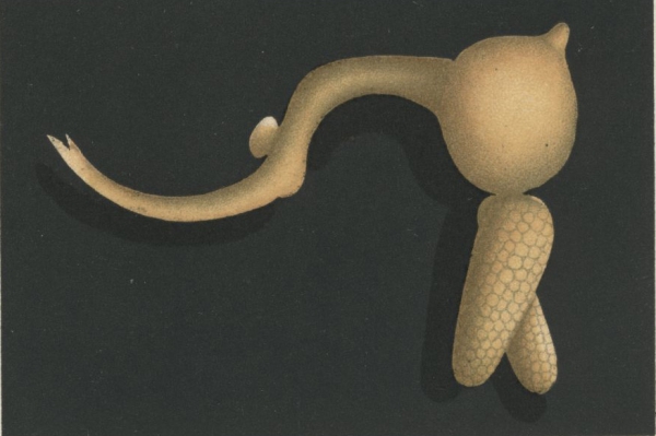 Clavella scombri 