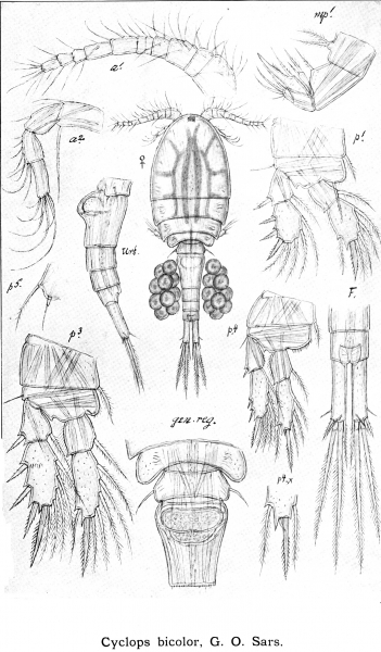 Cyclops bicolor from Sars, G.O. 1914 Cyclops bicolor from Sars, G.O. 1914