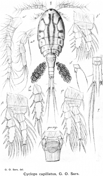 Cyclops capillatus from Sars, G.O. 1913 Cyclops capillatus from Sars, G.O. 1913