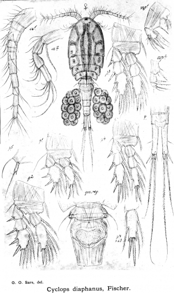 Cyclops diaphanus from Sars, G.O. 1913 Cyclops diaphanus from Sars, G.O. 1913