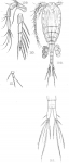 Cyclops emini from Sars, G.O. 1909