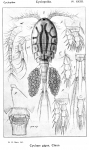 Cyclops gigas from Sars, G.O. 1913