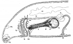 Species