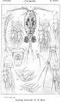 Cyclops lacustris from Sars, G.O. 1913
