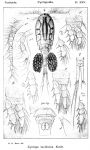 Cyclops lucidulus from Sars, G.O. 1913