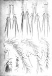 Cyclops lucidulus from Vosseler 1886