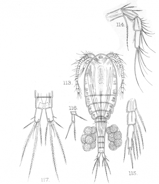 Cyclops neglectus from Sars, G.O. 1909 Cyclops neglectus from Sars, G.O. 1909