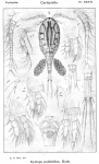 Cyclops pulchellus from Sars, G.O. 1913