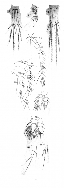 Cyclops pulchellus from Vosseler 1886 Cyclops pulchellus from Vosseler 1886