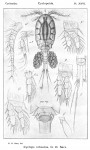 Cyclops robustus from Sars, G.O. 1913