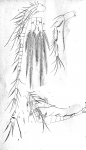 Cyclops signatus from Vosseler 1886