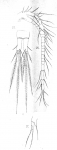 Cyclops simplex from Vosseler 1886