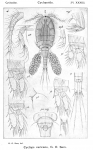 Cyclops varicans from Sars, G.O. 1914