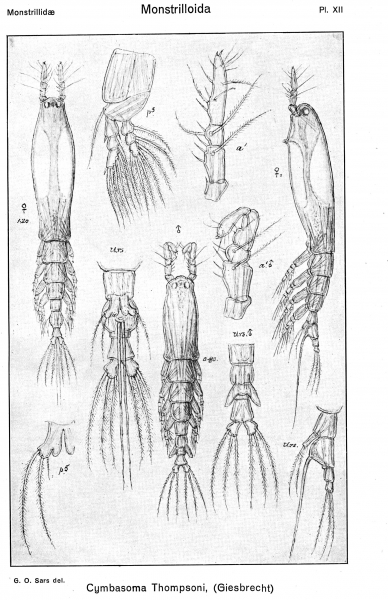 Cymbasoma thompsonii from Sars, G.O. 1921 Cymbasoma thompsonii from Sars, G.O. 1921
