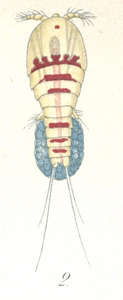 Dactylopusia brevicornis from Brian, A 1921 Dactylopusia brevicornis from Brian, A 1921
