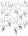 Dactylopusia brevicornis from Brian, A 1921