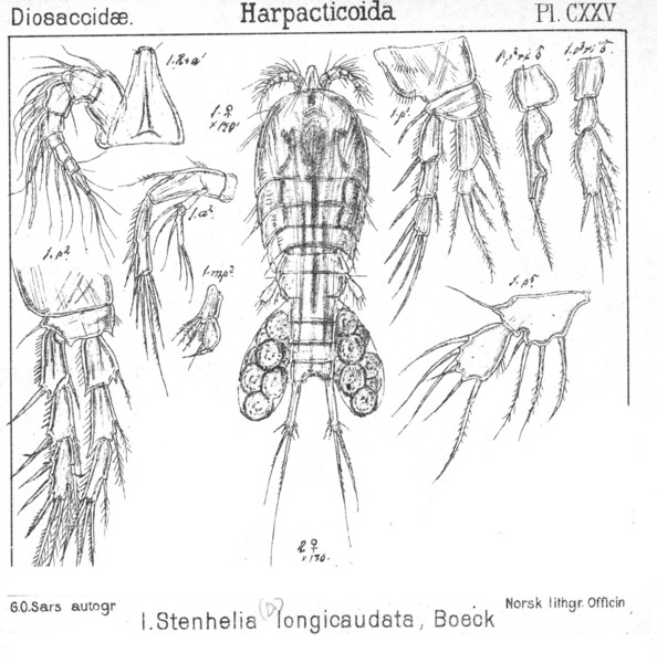 Delavalia longicaudata from Sars, G.O. 1906 Delavalia longicaudata from Sars, G.O. 1906