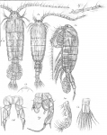 Diaptomus asiaticus from Sars, G.O. 1903