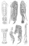 Diaptomus galeboides from Sars, G.O. 1909