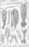 Diaptomus graciloides from Sars, G.O. 1902