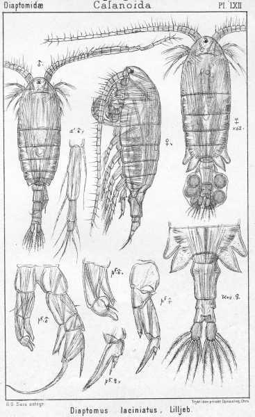 Diaptomus laciniatus from Sars, G.O. 1902 Diaptomus laciniatus from Sars, G.O. 1902