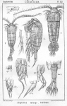 Diaptomus laticeps from Sars, G.O. 1902