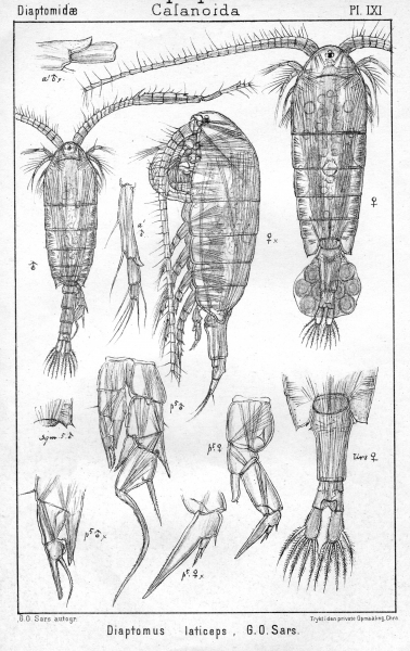 Diaptomus laticeps from Sars, G.O. 1902 Diaptomus laticeps from Sars, G.O. 1902