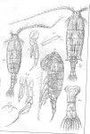 Diaptomus lobatus from Sars, G.O. 1903