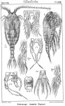 Heterocope borealis from Sars, G.O. 1902