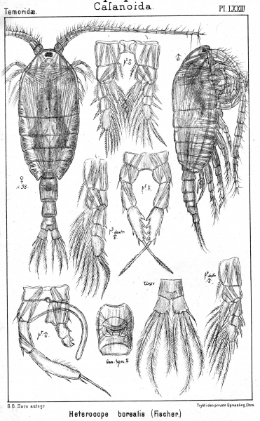 Heterocope borealis from Sars, G.O. 1902 Heterocope borealis from Sars, G.O. 1902
