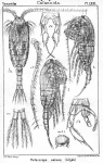 Heterocope saliens from Sars, G.O. 1902
