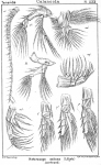 Heterocope saliens from Sars, G.O. 1902