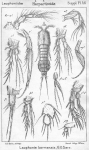 Laophonte karmensis from Sars, G.O. 1911