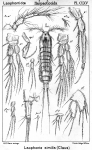 Laophonte similis from Sars, G.O. 1908