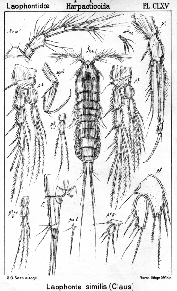 Laophonte similis from Sars, G.O. 1908 Laophonte similis from Sars, G.O. 1908