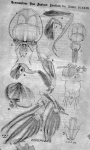 Lepeophtheirus erecsoni from Thomson G.M., 1890