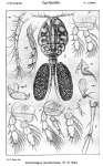 Lichomolgus tenuifurcatus from Sars, G.O. 1917