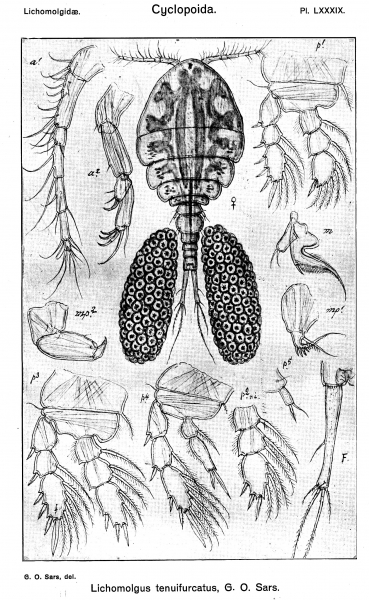 Lichomolgus tenuifurcatus from Sars, G.O. 1917 Lichomolgus tenuifurcatus from Sars, G.O. 1917