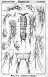 Mesochra hirticornis from Sars, G.O. 1907